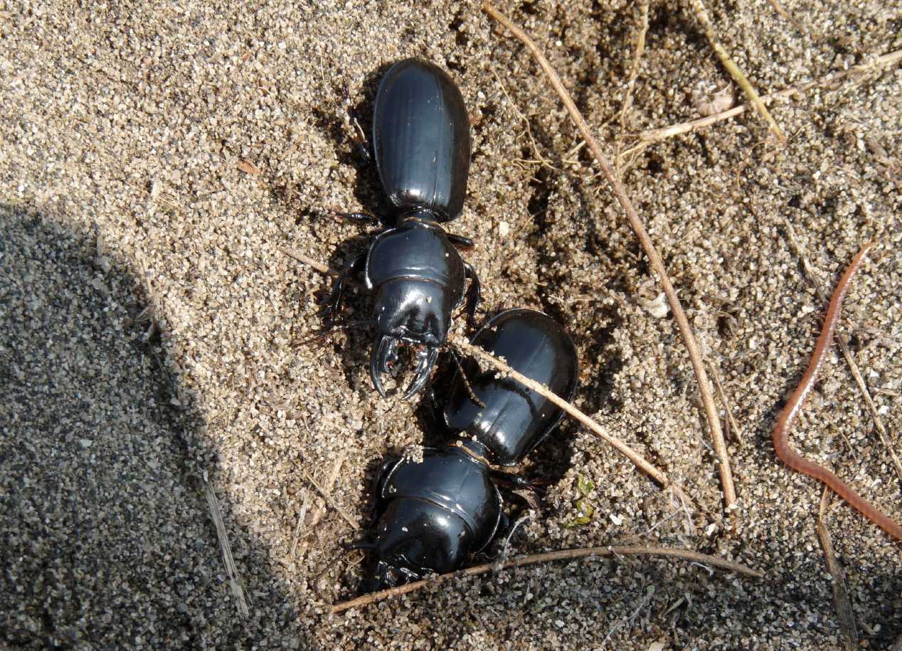 Scarites buparius maschio e femmina